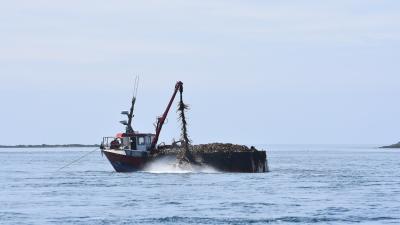 Goémonier en activité dans l'archipel de Molène PNMI |Crédit : Benjamin Guichard / Office français de la biodiversité