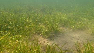 Cymodocées, Anse de Carteau (site Natura 2000 Camargue) | Crédit :  Delphine Marobin/PNRC