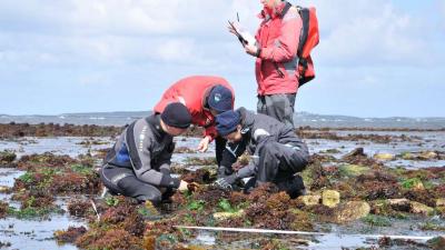 Agents du Parc naturel marin d'Iroise réalisant le protocole "champs de blocs" sur l'île de Quéménès | Crédit : Sébastien Brégeon / Office français de la biodiversité