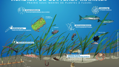 aperçu illutration herbier de zostère marine