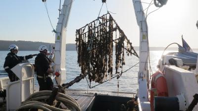 Retrait de macrodéchet conchylicole rade de Brest | Crédit : Alain Pibot / OFB