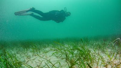 Suivi herbier de zostère marine | Crédit : Tristan Dimeglio