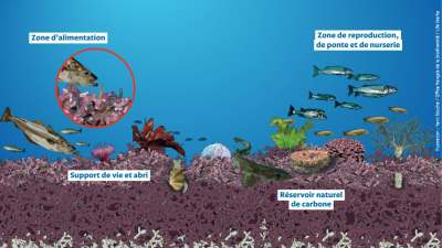 Aperçu illustration banc de maërl