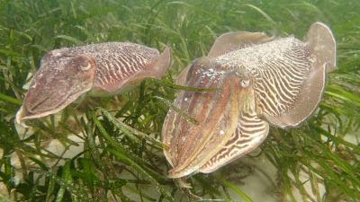 Zoom sur les seiches - Livier Schweyer / Office français de la biodiversité