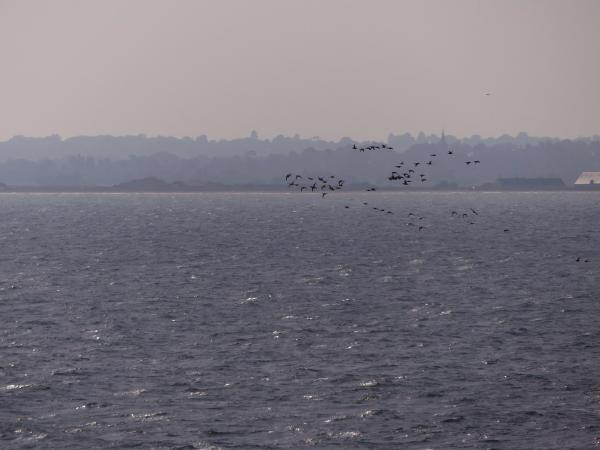 Baie de Seine Occidentale / Sophie Poncet / Office français de la biodiversité Baie de Seine Occidentale