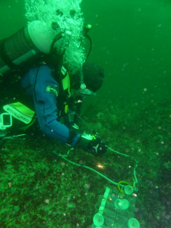 Suivi scientifique en plongée Aodren Le Gal / Muséum National d’Histoire Naturelle de Concarneau