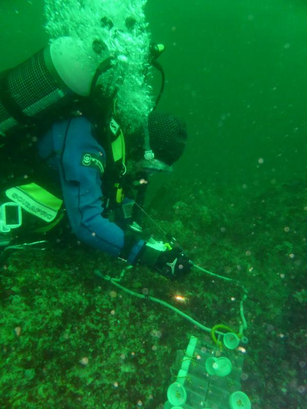 Suivi scientifique en plongée Aodren Le Gal / Muséum National d’Histoire Naturelle de Concarneau Suivi scientifique en plongée Aodren Le Gal / Muséum National d’Histoire Naturelle de Concarneau