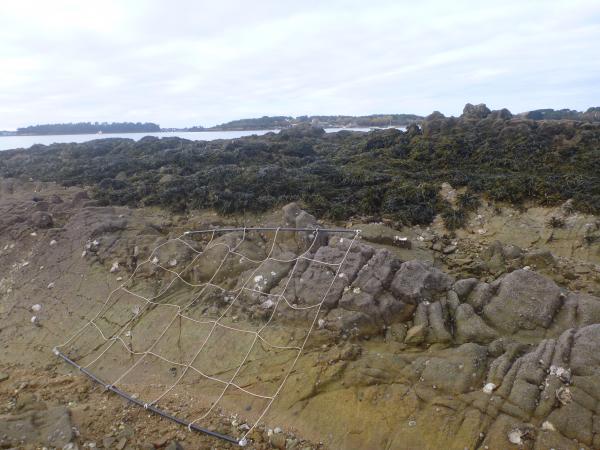 Suivi REBENT/DCE des macroalgues intertidales, Berchis (2017) - Perte d’habitat Michel Le Duff IUEM/UBO