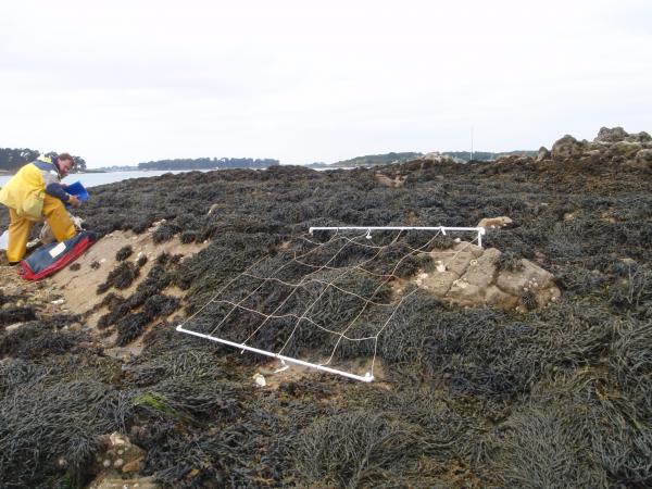 Suivi REBENT/DCE des macroalgues intertidales, Berchis (2011) Michel Le Duff IUEM/UBO