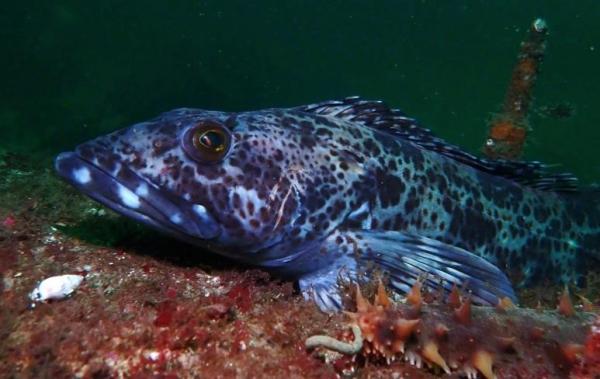 Morue Lingue (Ophiodon elongatus) sur le site de WhateCliff / Alain PIBOT – LIFE MARHA 