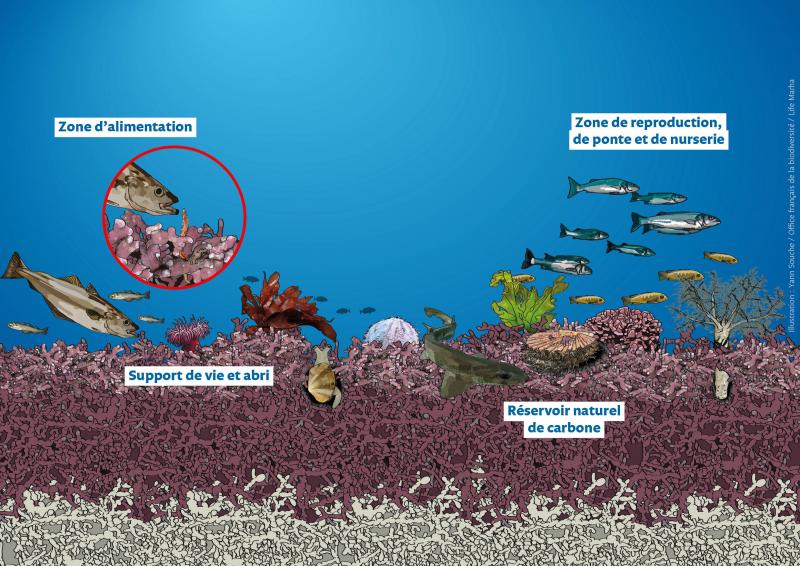  &#9;Figure 2 : illustration avec annotations et sans logo